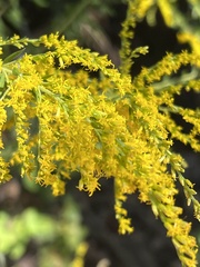 Solidago