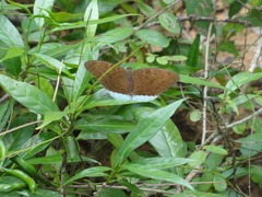 Tanaecia julii odilina