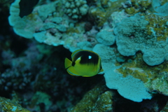 Chaetodon quadrimaculatus