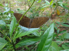Tanaecia julii odilina