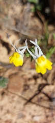 Nemesia cheiranthus