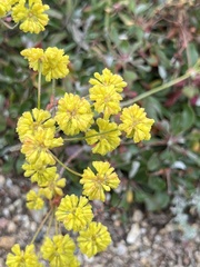 Eriogonum