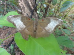 Dophla evelina