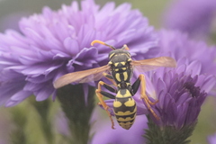 Polistes dominula