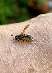 Brachygastra mellifica