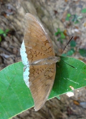 Tanaecia julii odilina