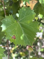 Vitis rotundifolia