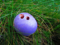 Cortinarius traganus