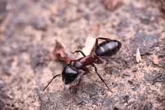 Camponotus