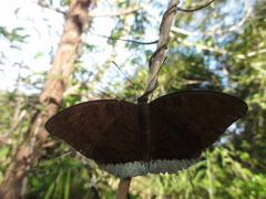 Tanaecia julii odilina