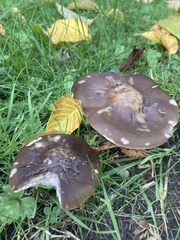 Melanoleuca grammopodia