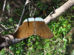 Tanaecia julii odilina