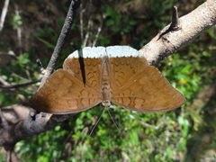 Tanaecia julii odilina