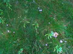 Cortinarius traganus
