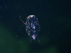 Siphonophorae