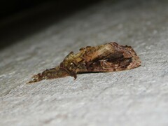 Lymantriinae