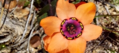 Sparaxis elegans