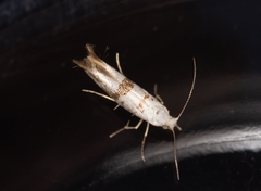 Argyresthia curvella