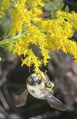 Xylocopa virginica
