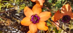 Sparaxis elegans