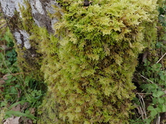 Kindbergia oregana