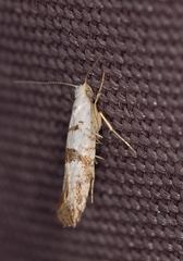Argyresthia curvella