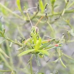 Hesperotettix viridis