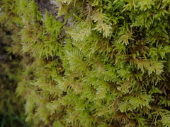 Kindbergia oregana