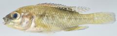 Pharyngochromis acuticeps