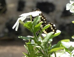 Papilio demodocus