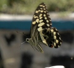 Papilio demodocus