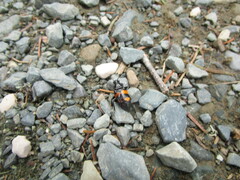 Nicrophorus