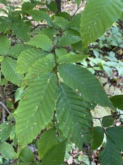 Fagus