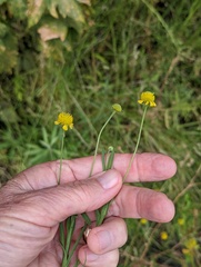 Helenium puberulum