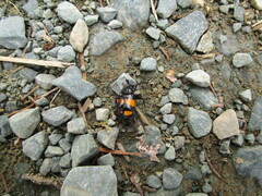 Nicrophorus