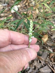 Spiranthes niklasii