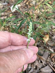 Spiranthes niklasii