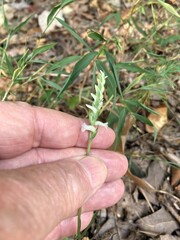 Spiranthes niklasii