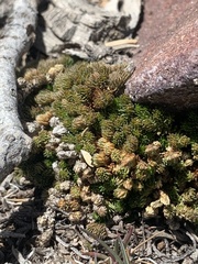 Selaginella watsonii