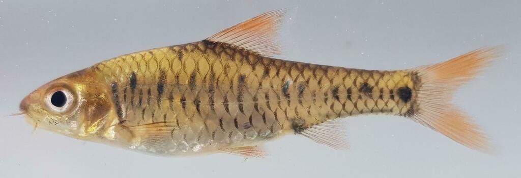 Gorgeous Barb