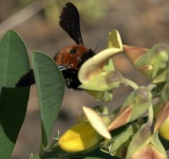 Xylocopa lateritia