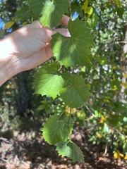 Vitis rotundifolia