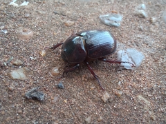 Pentodontini