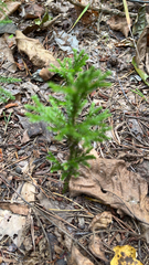 Dendrolycopodium dendroideum