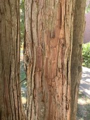 Chamaecyparis pisifera