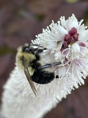 Bombus impatiens