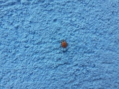 Hippodamia convergens