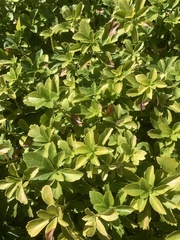 Pachysandra terminalis