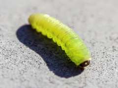 Tenthredinoidea