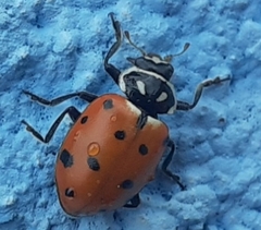 Hippodamia convergens